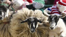 Money off The Big Sheep tickets!