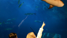 Aquarium Birthday Parties