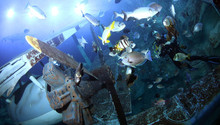 National Marine Aquarium