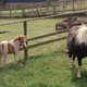 cantref adventure farm