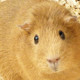 cantref adventure farm