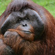 Dublin Zoo