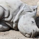 Dublin Zoo