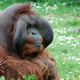 Dublin Zoo