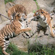 Dublin Zoo