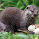 Dublin Zoo