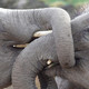 Dublin Zoo