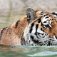 Dublin Zoo