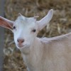 >Godstone Farm