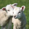 >Mead Open Farm
