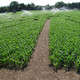 Milton Maize Maze