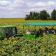 Milton Maize Maze