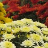 >Glebe Garden Centre