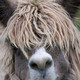 Rare Breeds Centre