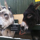 Rare Breeds Centre