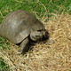 Rare Breeds Centre