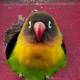 Rare Breeds Centre