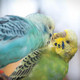 Rare Breeds Centre