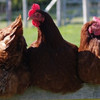 >Spring Barn Farm